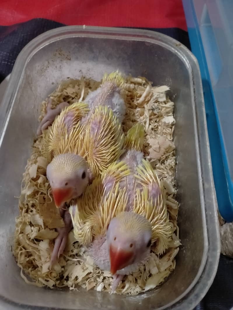 Yellow ringneck chicks 1