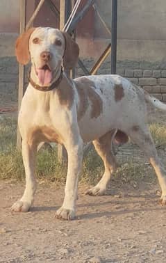 pure english garman cros pointer male 15 month full train fair and jal