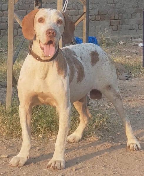 pure english garman cros pointer male 15 month full train fair and jal 1