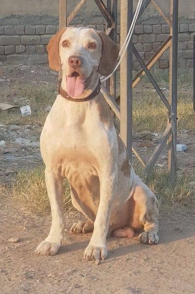 pure english garman cros pointer male 15 month full train fair and jal 2