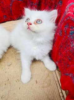 Persian kitten