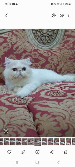 Piki Face persian cat Male only for mating stud service