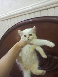 Persian kitten we