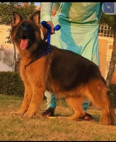 Long coat German shepherd female confirm breedar age 14 month for sale 0