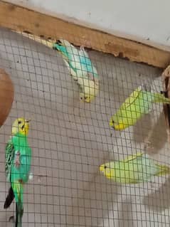 Australian parrots