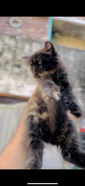 Persian triple coat female 4