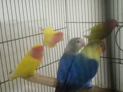 Love birds ready to breed and Breeding cages available