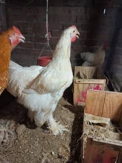 4 golden buff 2 white buff males for sale