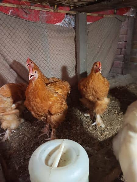 4 golden buff 2 white buff males for sale 2