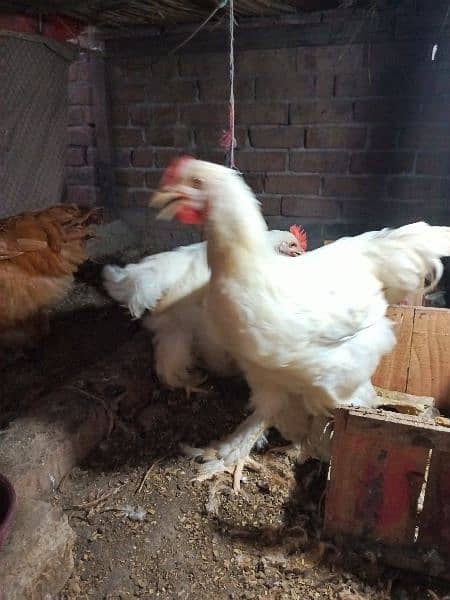 4 golden buff 2 white buff males for sale 4