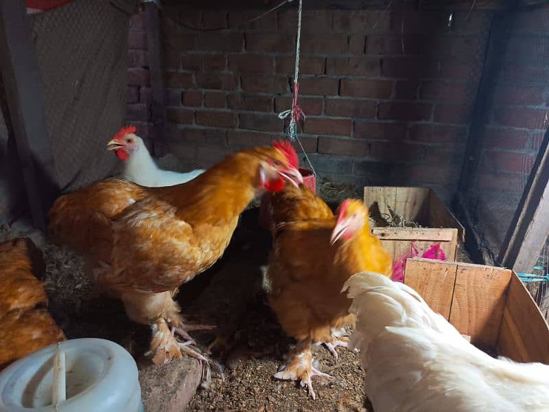 4 golden buff 2 white buff males for sale 6