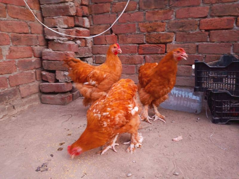 4 golden buff 2 white buff males for sale 8