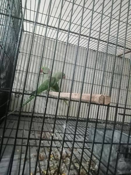 Raw parrot full breeder pair 5