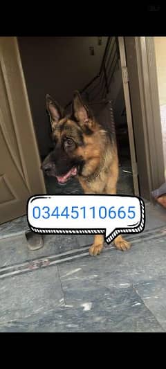 Urgent for sale German Shepherd