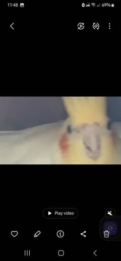 Cockatiel