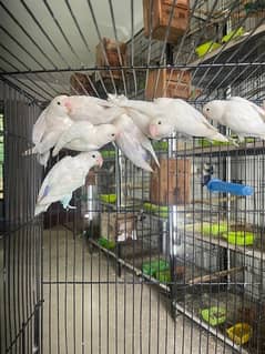 Albino black and blue pastel lovebird