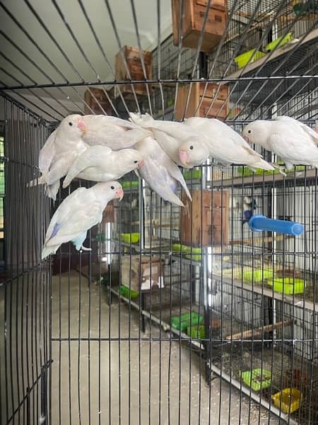 Albino black and blue pastel lovebird 0