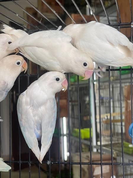 Albino black and blue pastel lovebird 1