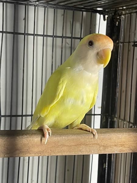 Albino black and blue pastel lovebird 2