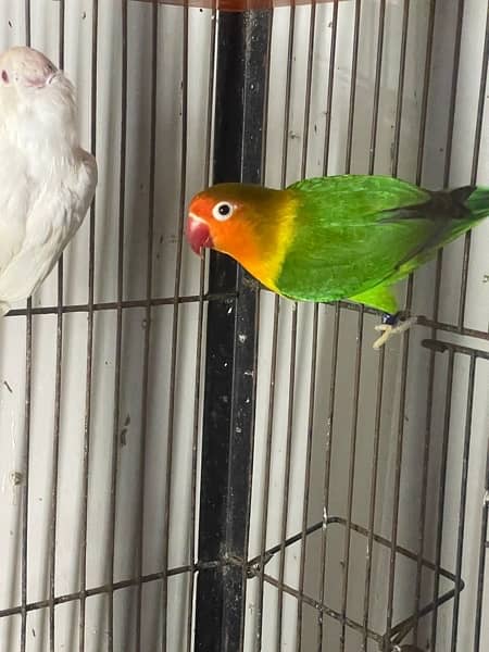 Albino black and blue pastel lovebird 3