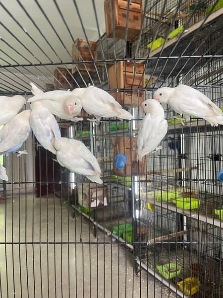 Albino black and blue pastel lovebird 4