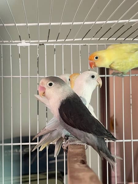 Albino black and blue pastel lovebird 5