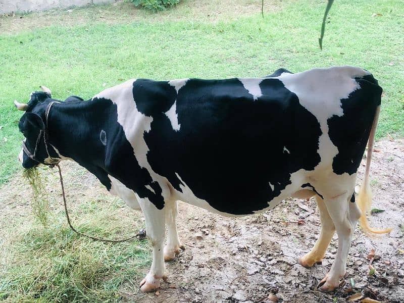 Australian cow 0