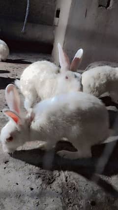 rabbit full white