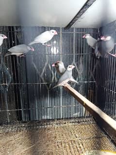 Silver java breeder pair for sale