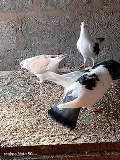 pigeon