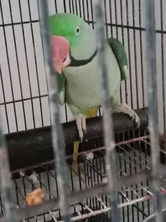 male raw parrot