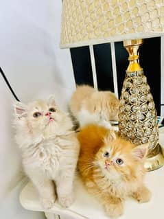 persian cat for Sale vaccinated okay WhatsApp number 03267483089