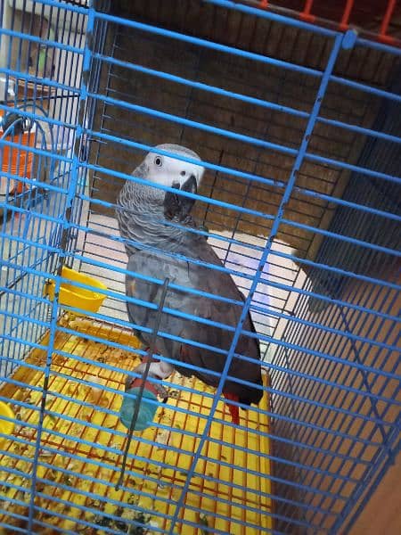 parrot 1