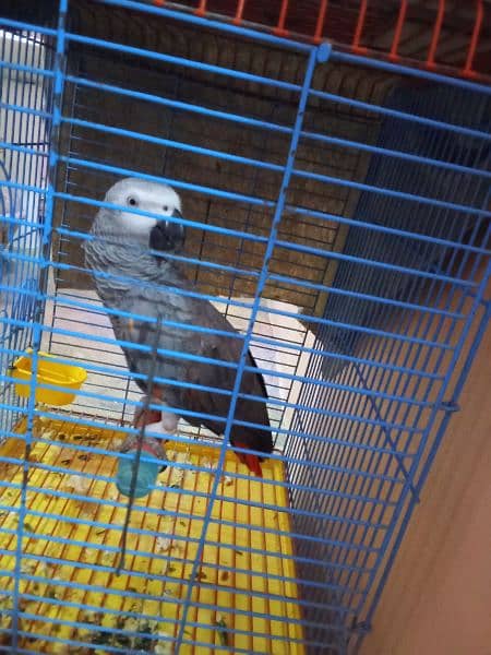 parrot 2