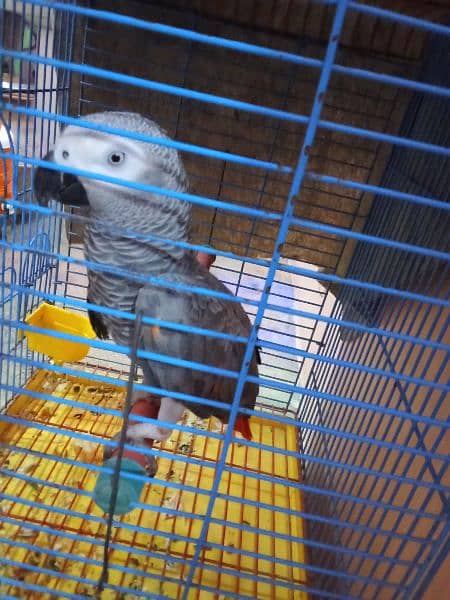 parrot 3