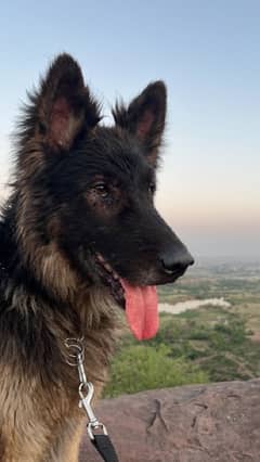 german shepherd