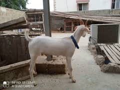 Goats For Sell