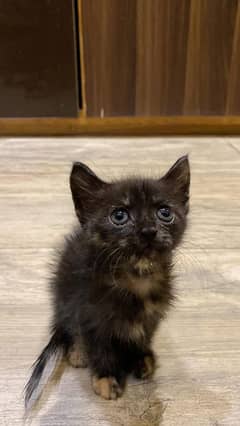 Persian kitten 2 months later trained double cot for urgent sale