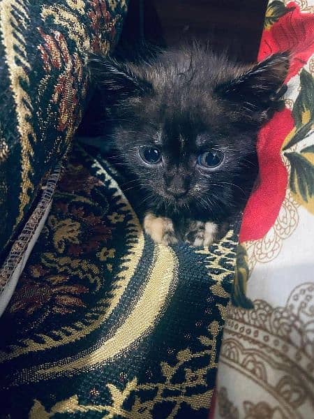 Persian kitten 2 months later trained double cot for urgent sale 1