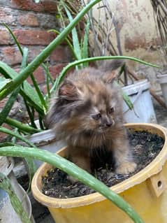 cats Triple cooted with beautiful colours