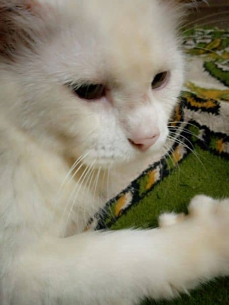 Persian male cat 1