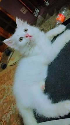 white persian long coated kitten