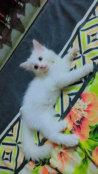 white persian long coated kitten 1