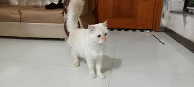 Persian male cat 16 month triple coat