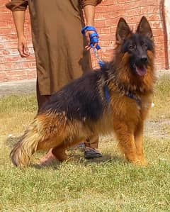 topline show high class quality gsd proper long coat male for sale