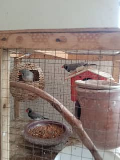 breeder finches