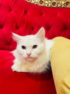 Persian cat for sale, soan garden