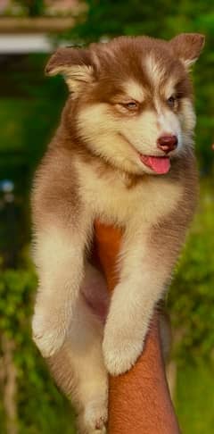 SIBERIAN HUSKY long coat pedigree puppy