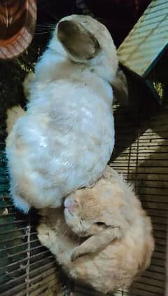 Holland Lop Rabbits with Loosan and Cage