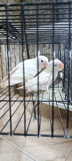 albino back eyes 2 adult piece for sale location lahore